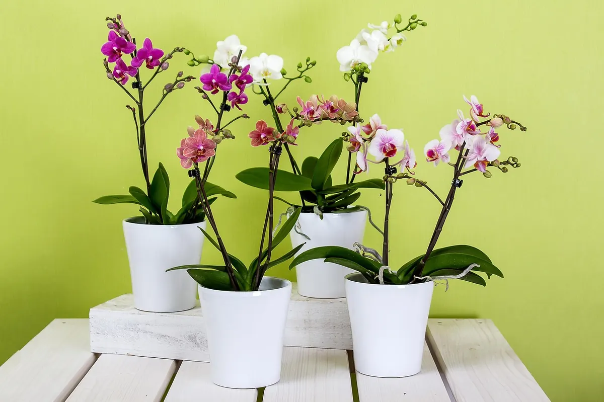 Beginner's Guide to Caring for a Potted Orchid in a British Home