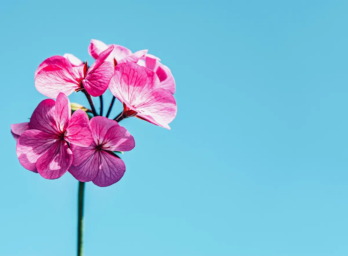 How to Condition a Bouquet Before Arranging: A Step-by-Step UK Guide