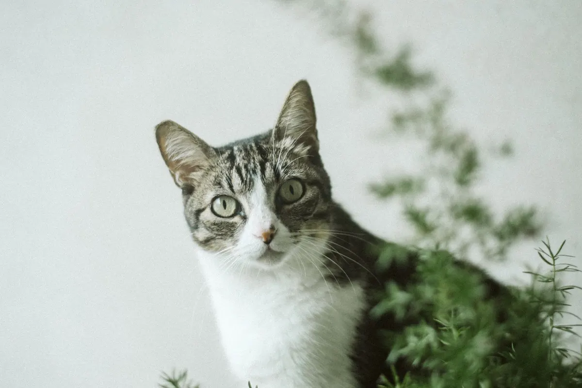Pet-Safe Houseplants for UK Homes: A Checklist for Cat and Dog Owners